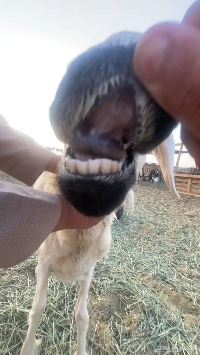 ضانه للبيع سليمه من كل الامراض 2