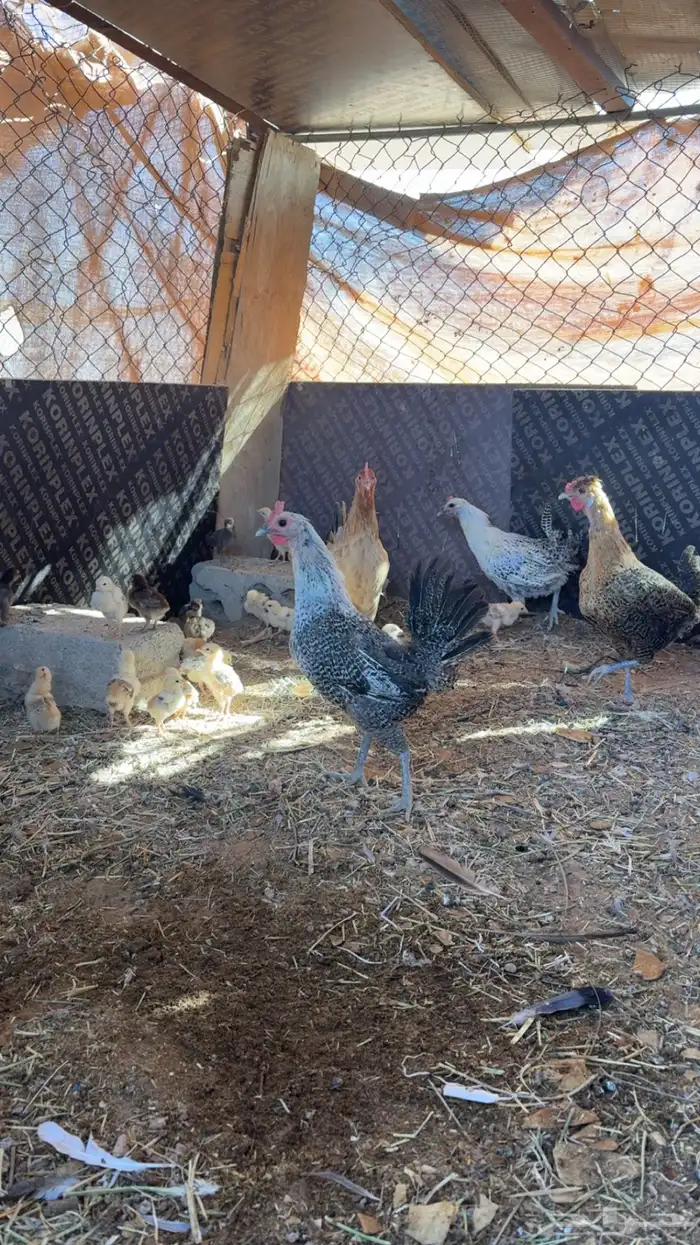 دجاج مع فروخه 1