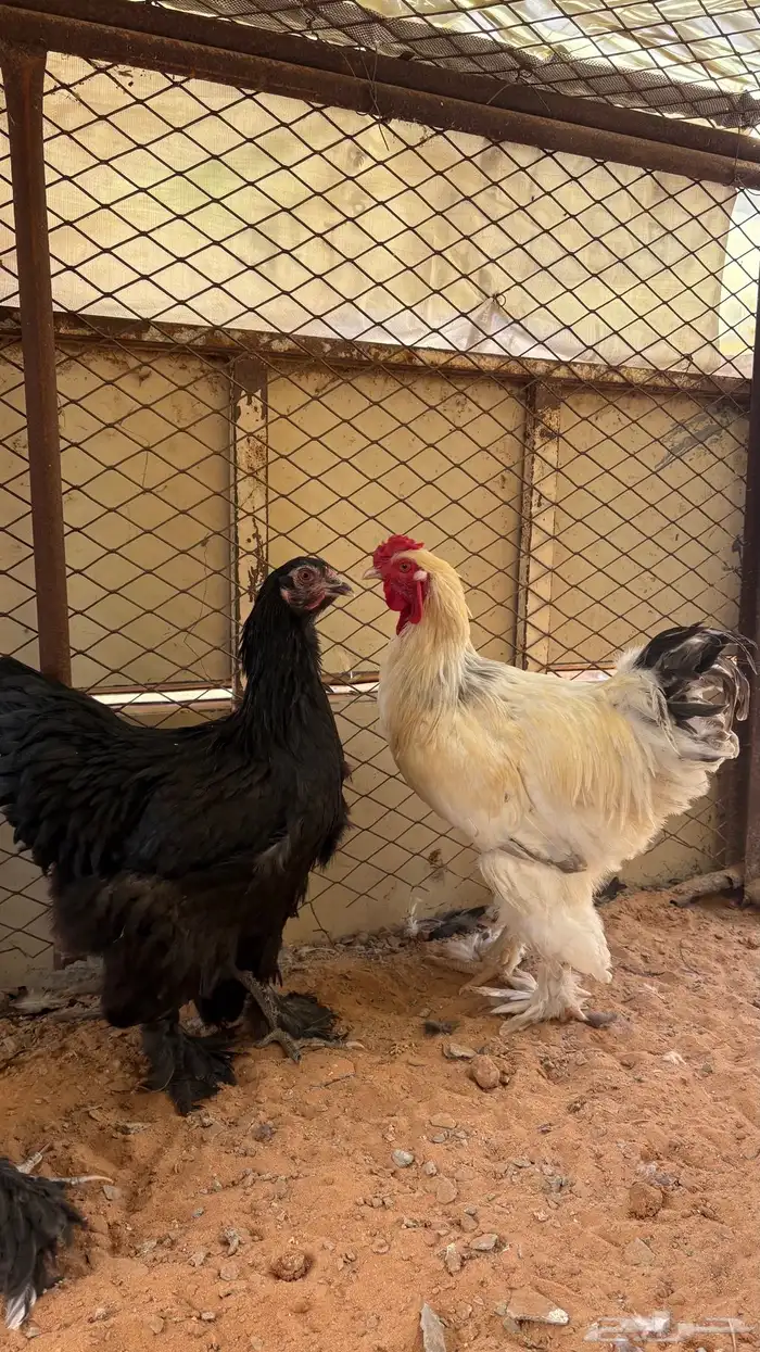 دجاج براهما 3