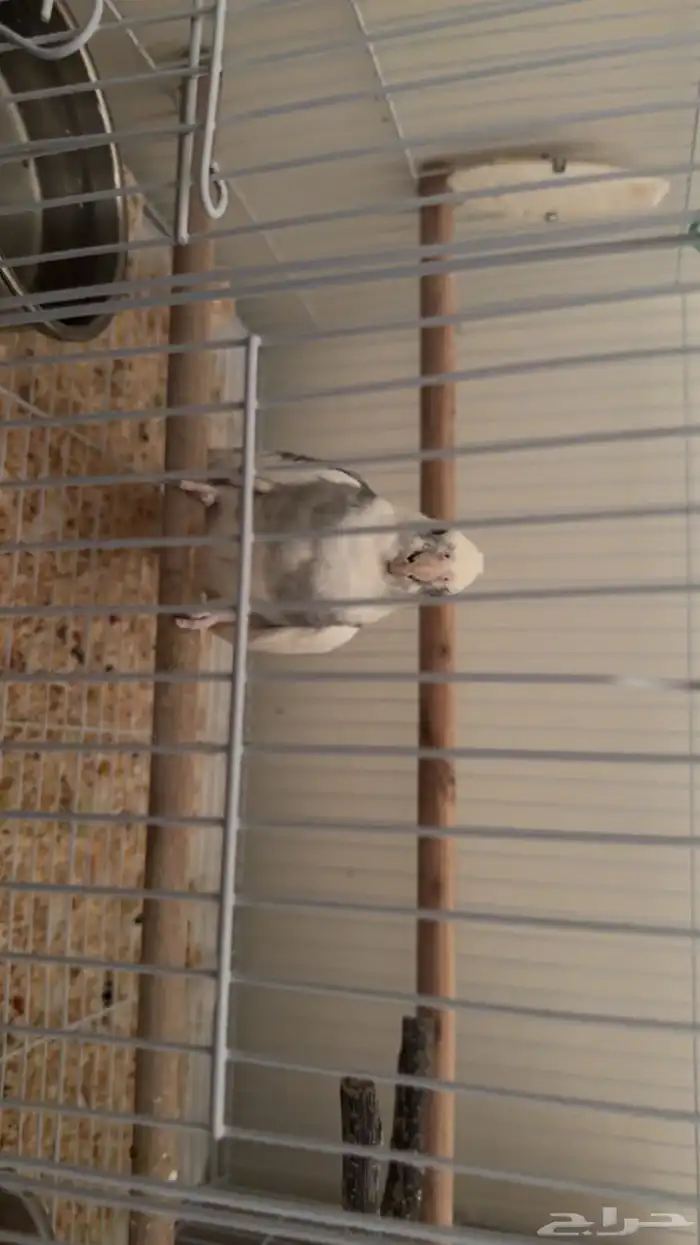 كروان مب أليف ذكر انتاج 2