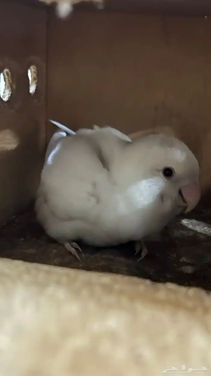 روز البيتو 0