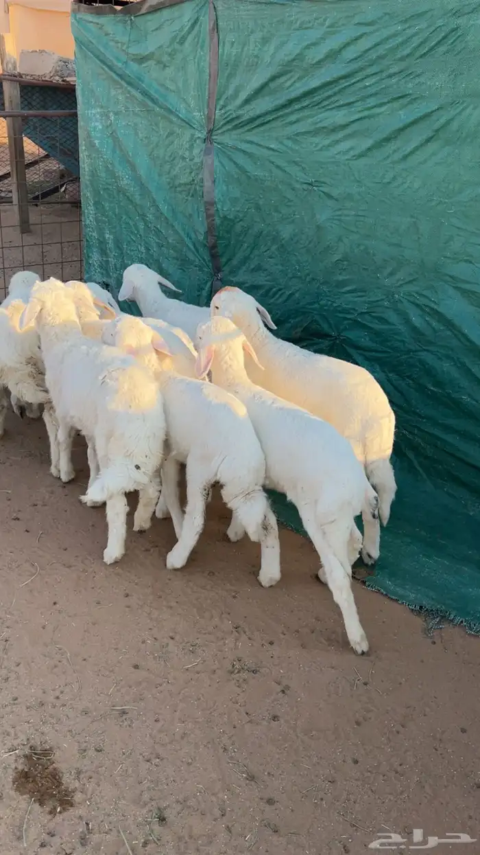 للبيع بهم حري 1