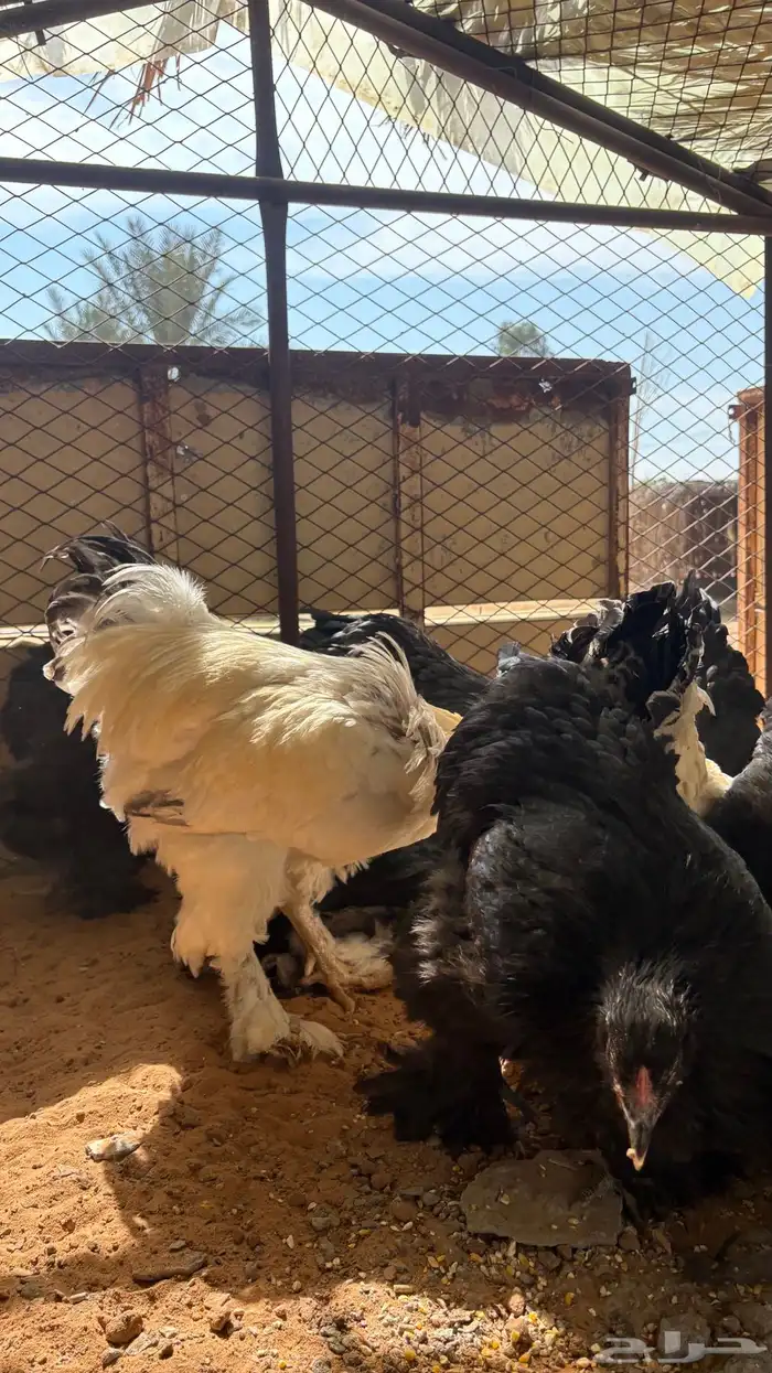 دجاج براهما 4