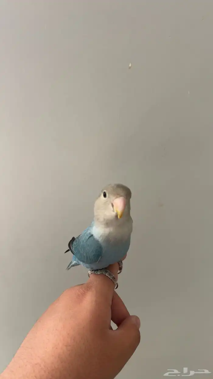 روز اليف ( تم البيع) 1