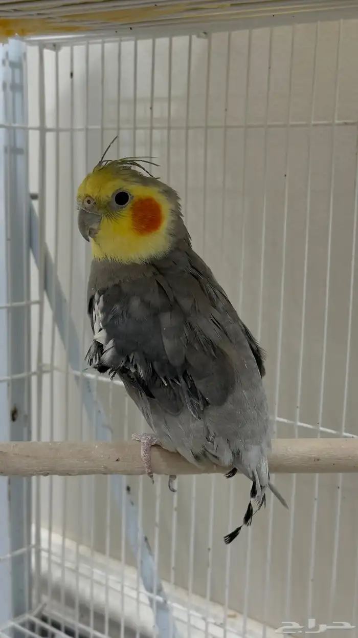 كروان للبيع 1