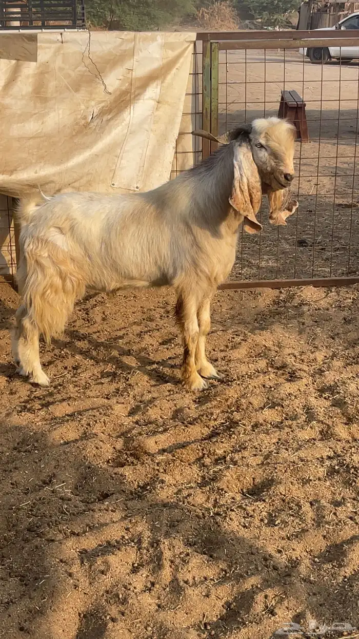 فحل مصري رباع 0