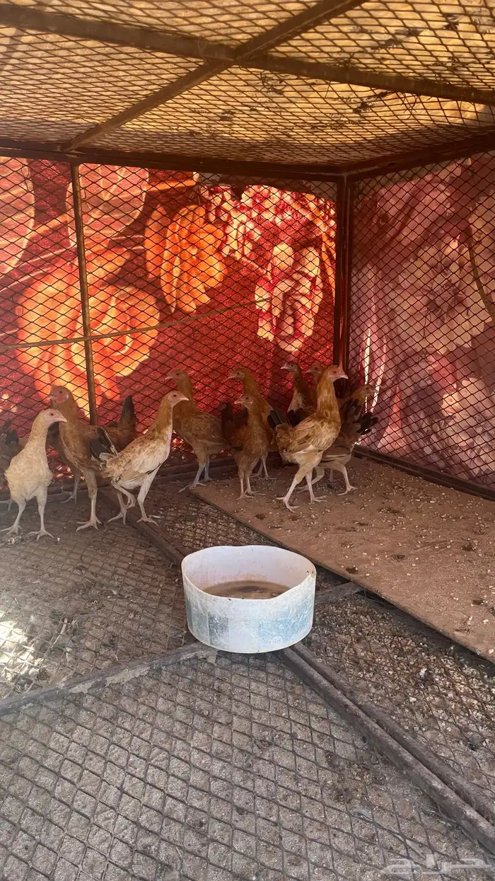 دجاج فراريج بلدي للبيع شرط الصحه الموقع بيشه الثنيه 0