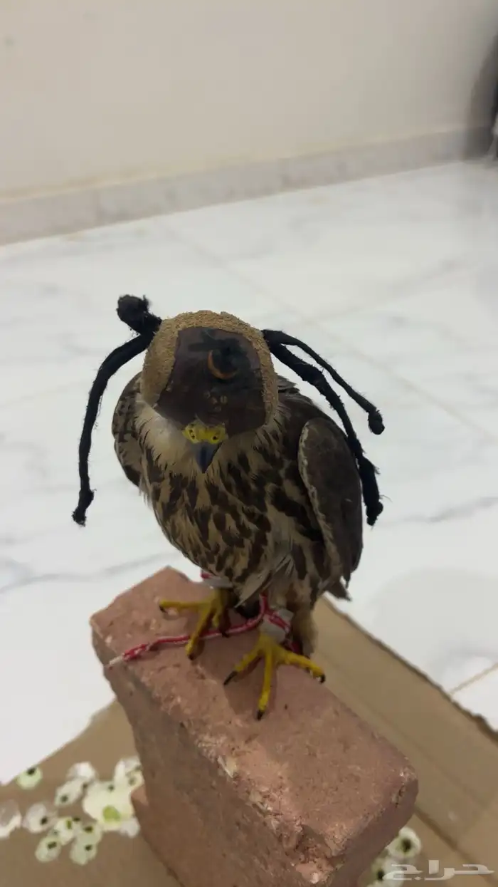 للبيع بكه - ام حليق 0