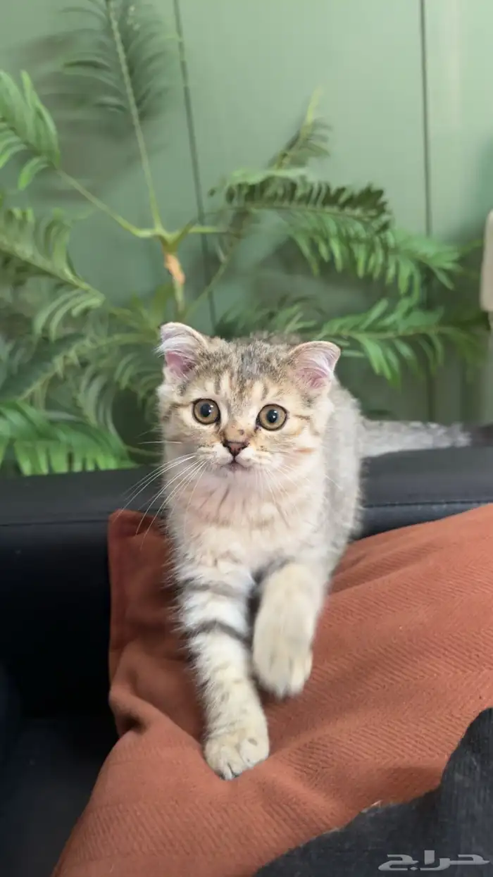 كيتن سكوتش فولد للبيع 6