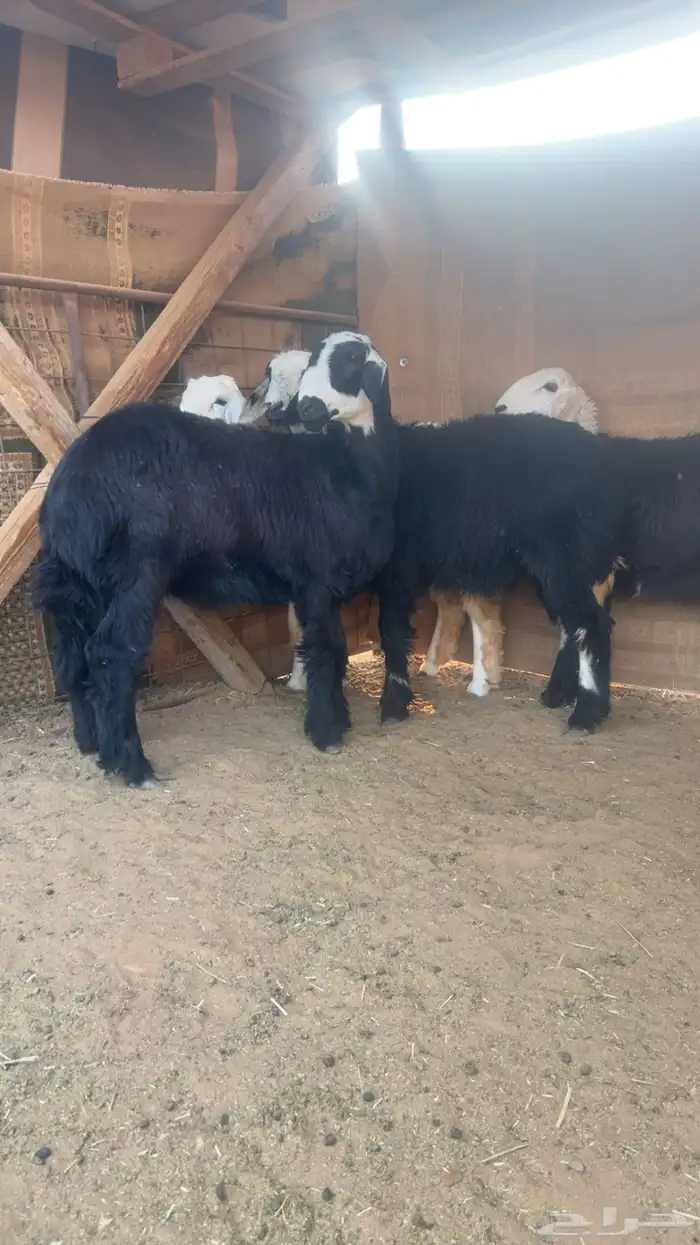 رخال للبيع فل مقفلات 1