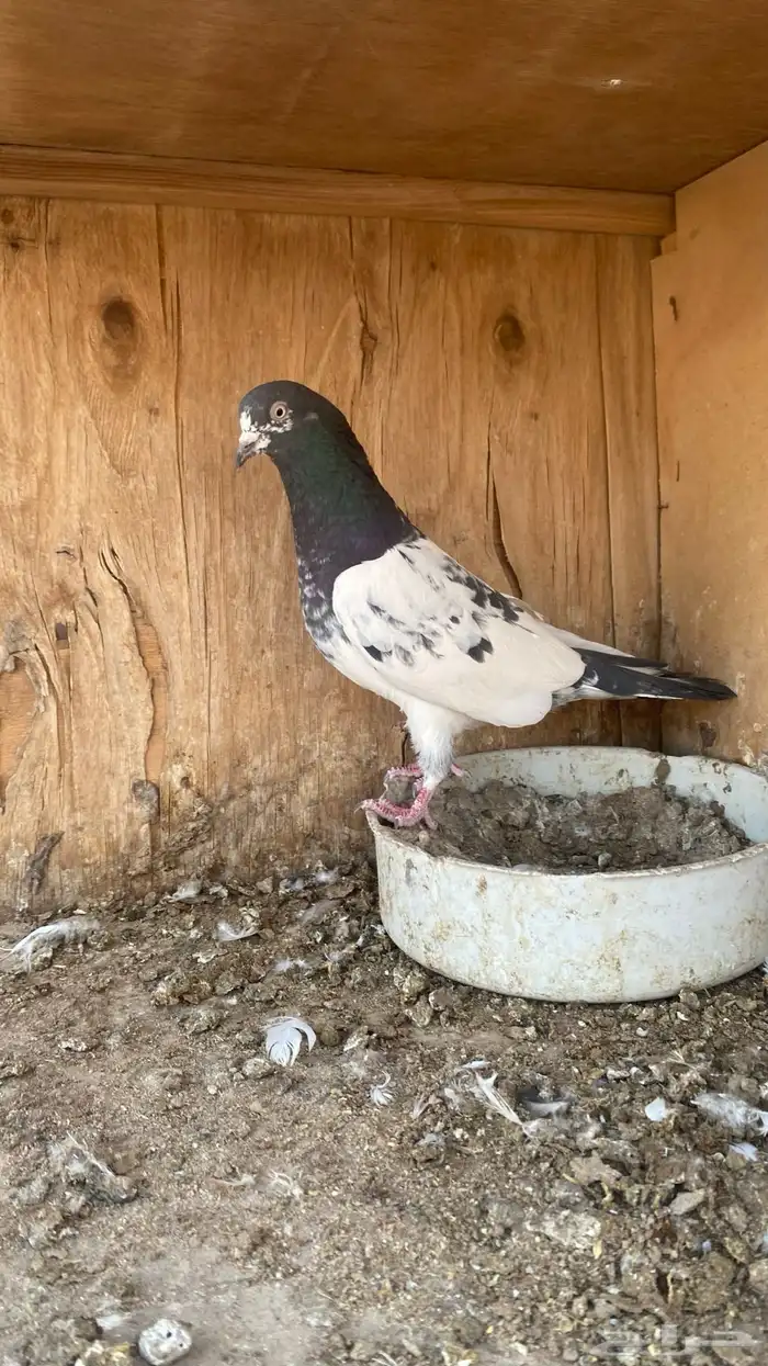 حمام باكستاني فرايد 0