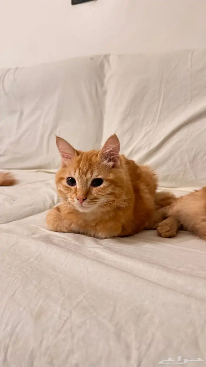 قطط للتبني ذكر وانثنين 1