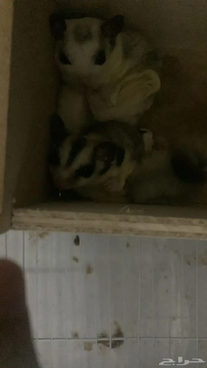 زوج سنجاب طائر 2