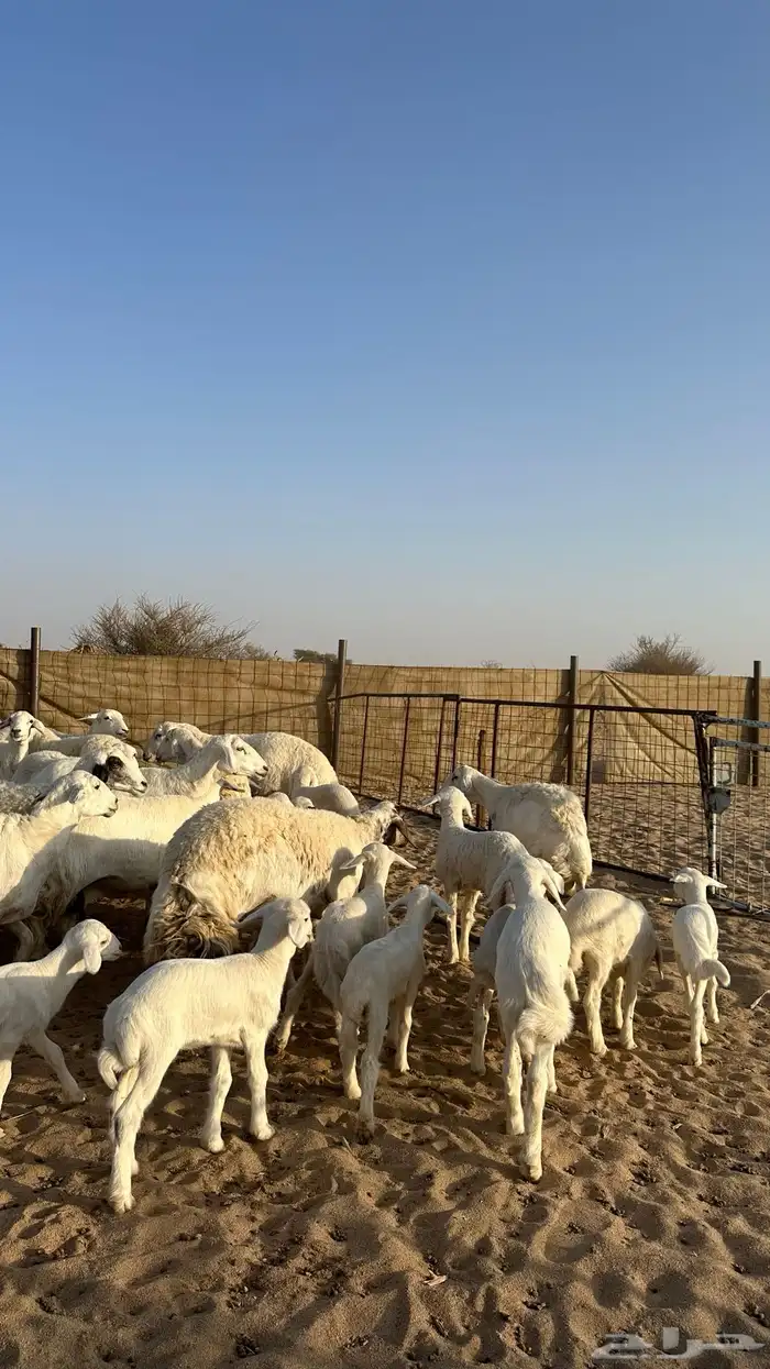 غنم متابيع 20 يتبعها 20 2