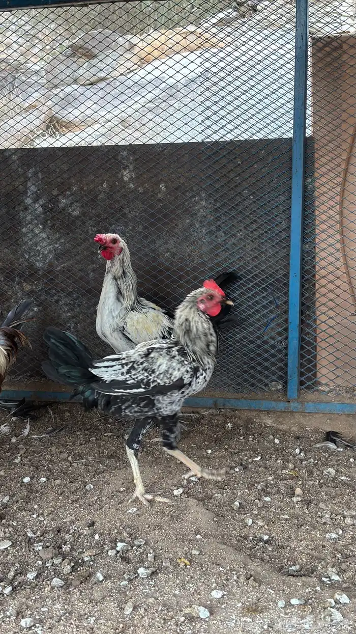 ديوك بلديه 9