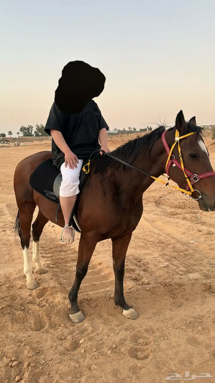 حصان انجليزي 2