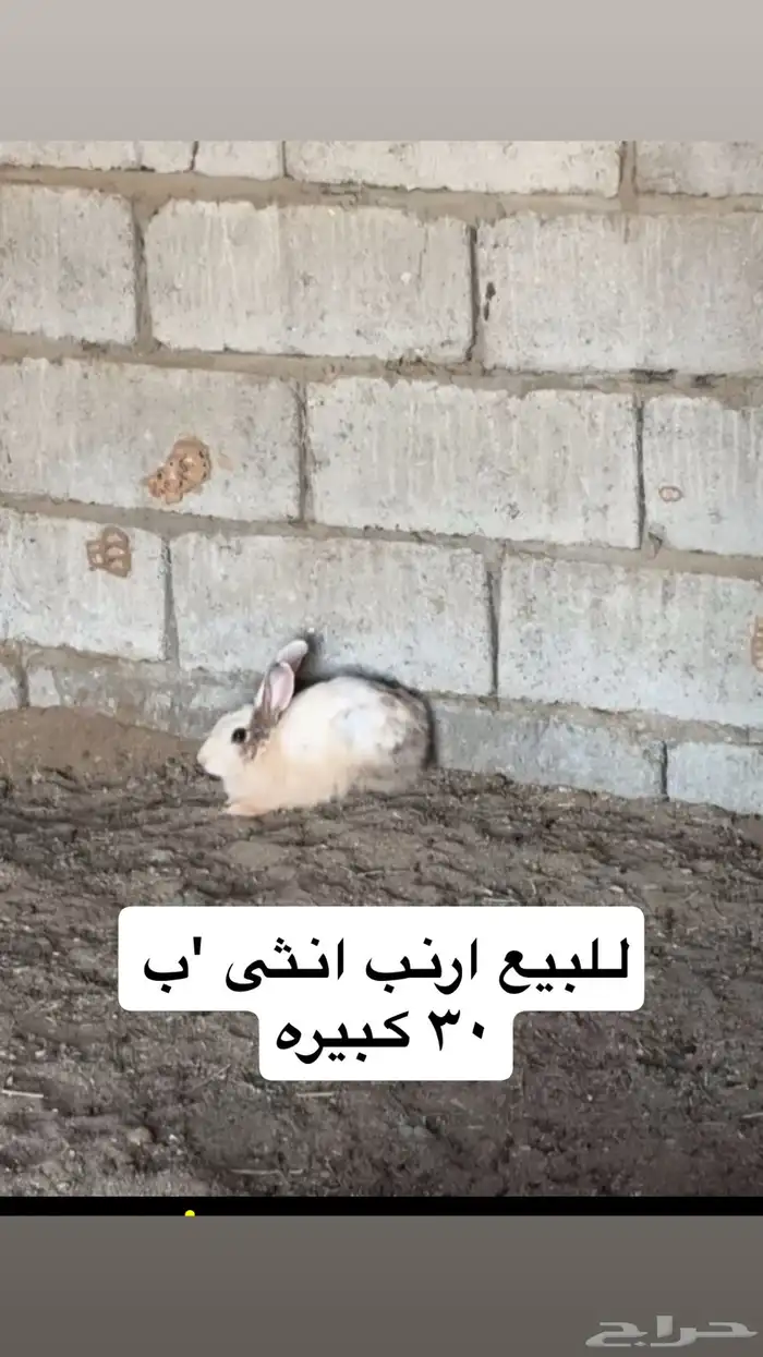 ارنب انثى للبيع كبيره  الون حلو التواصل . 0