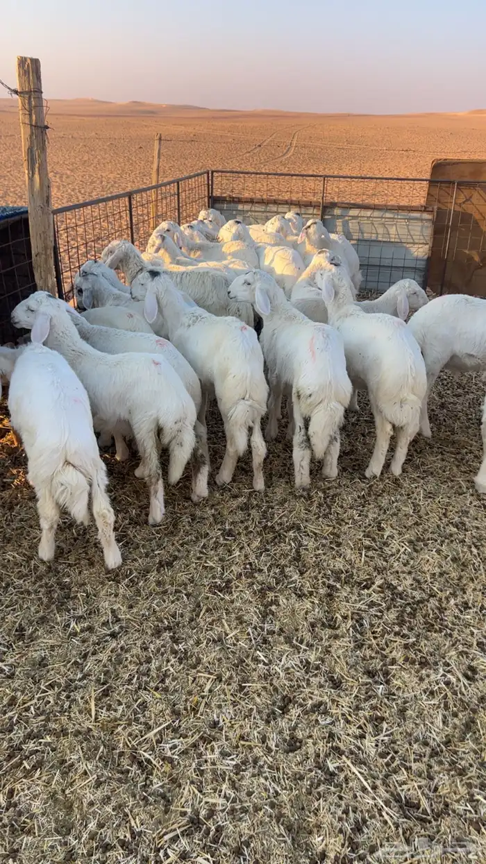 للبيع بهم حري 30 راس خرفان صافي 1