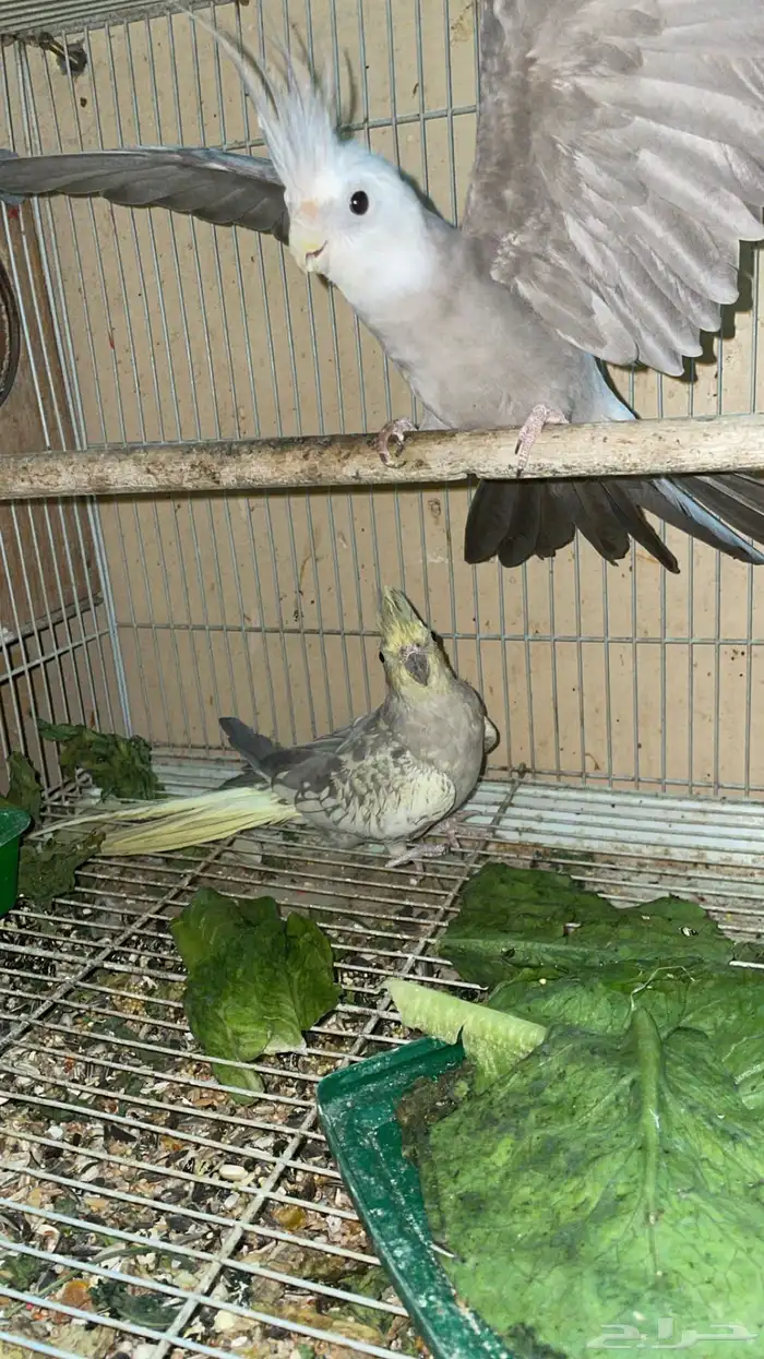 جوز كروان قريب انتااج 3