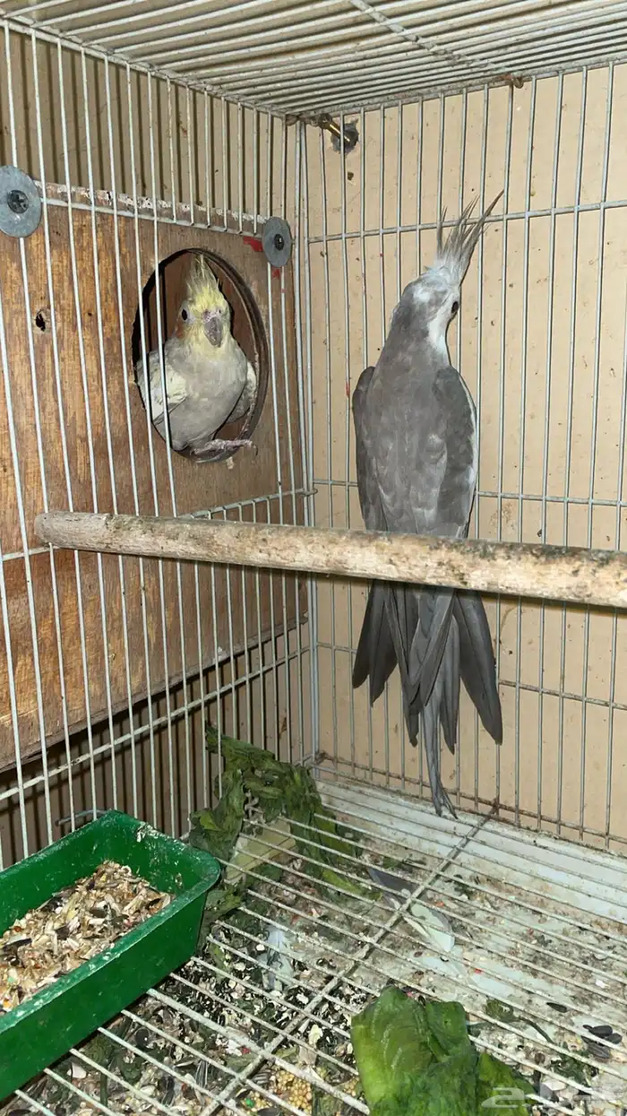 جوز كروان قريب انتااج 1