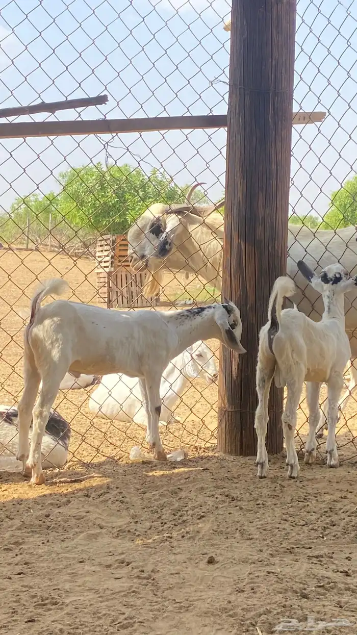 اثنين تيوس مشاريع 1