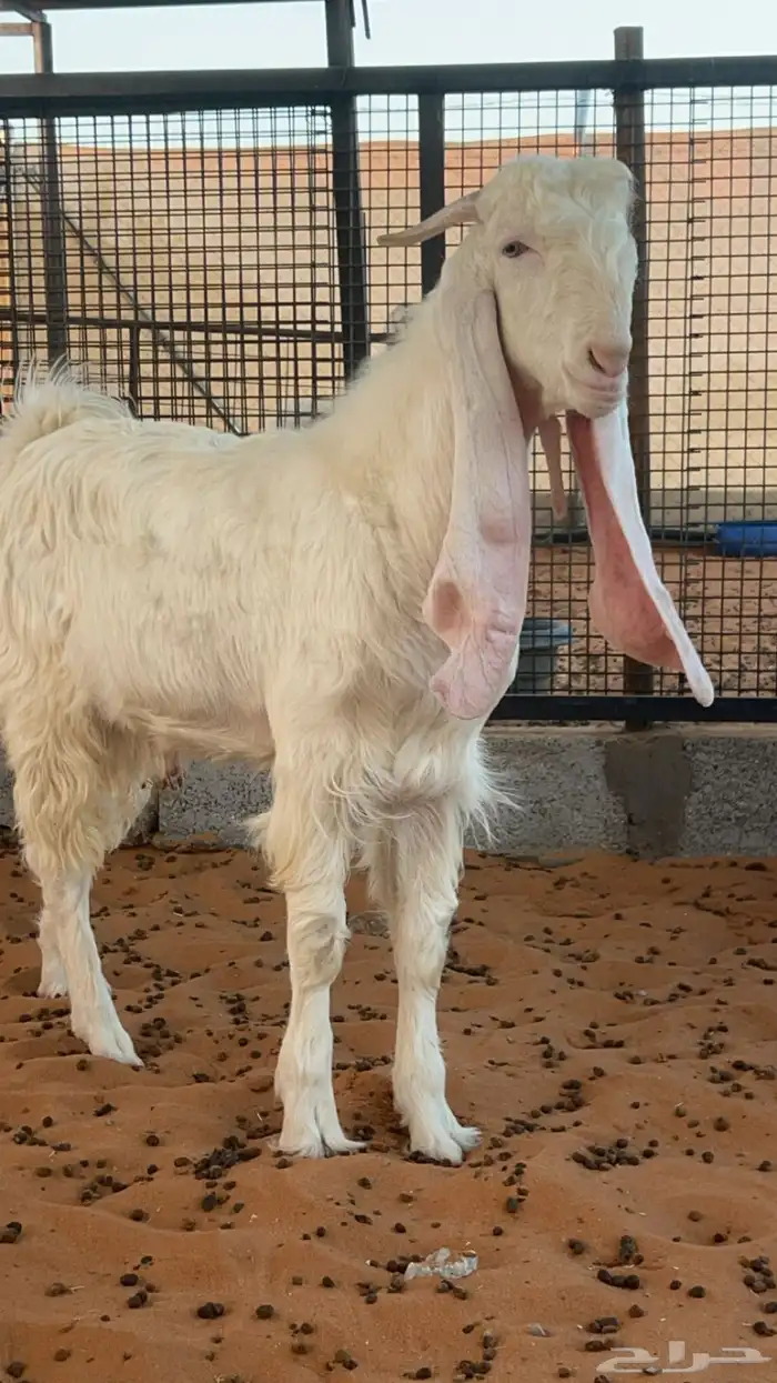 ماعز تيس مطور 2