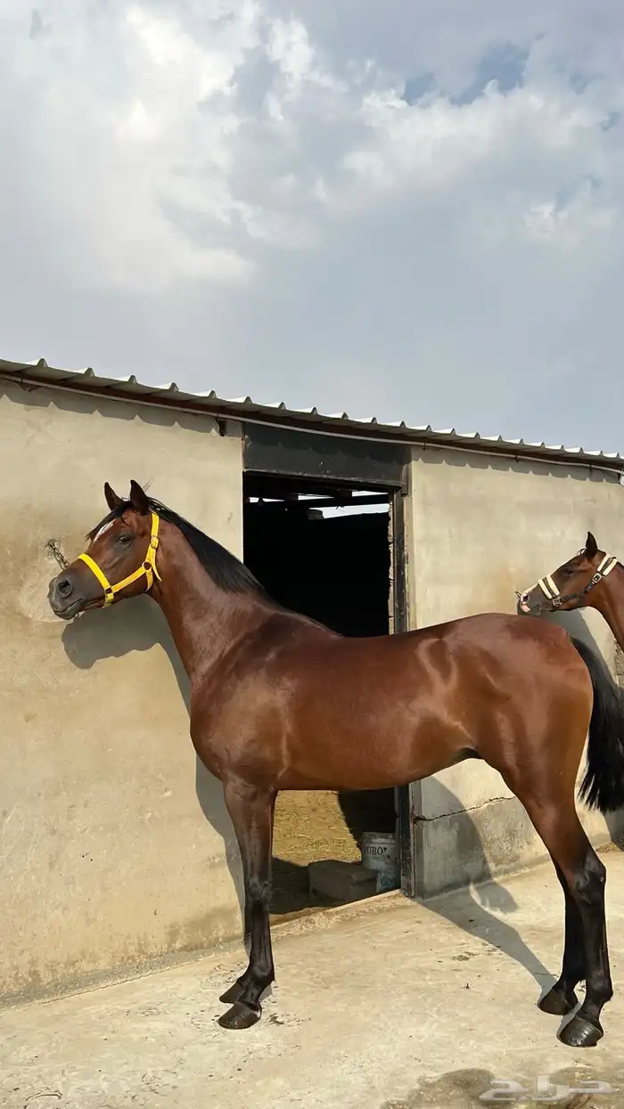 حصان واهو للبيع 0