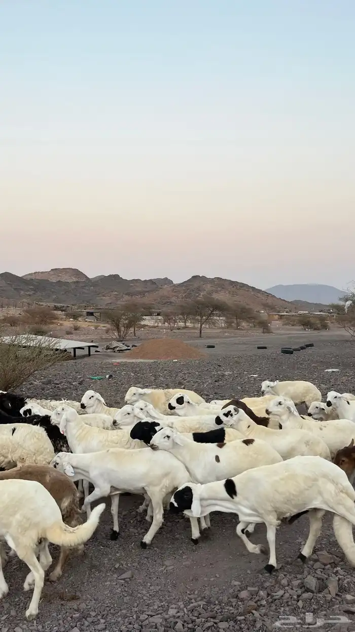 طليان سواكن شبيه الحرب مرابى جادعان مرابى 9