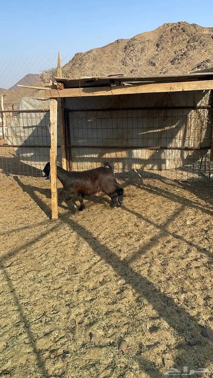 جفره عارضيه طيبه بالحيل(تم البيع) 4