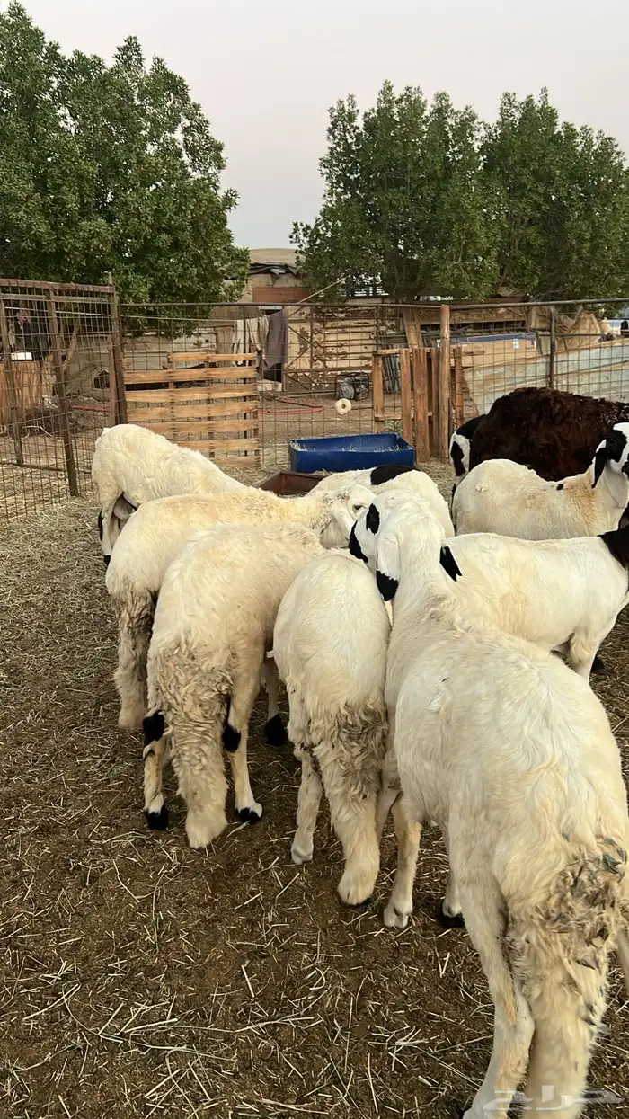 طليان سواكن للبيع 5