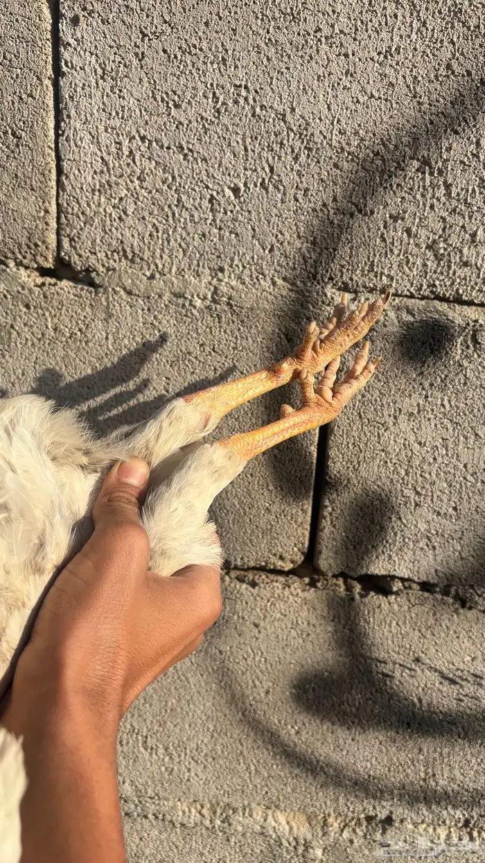 ديك عربي ابيض 1