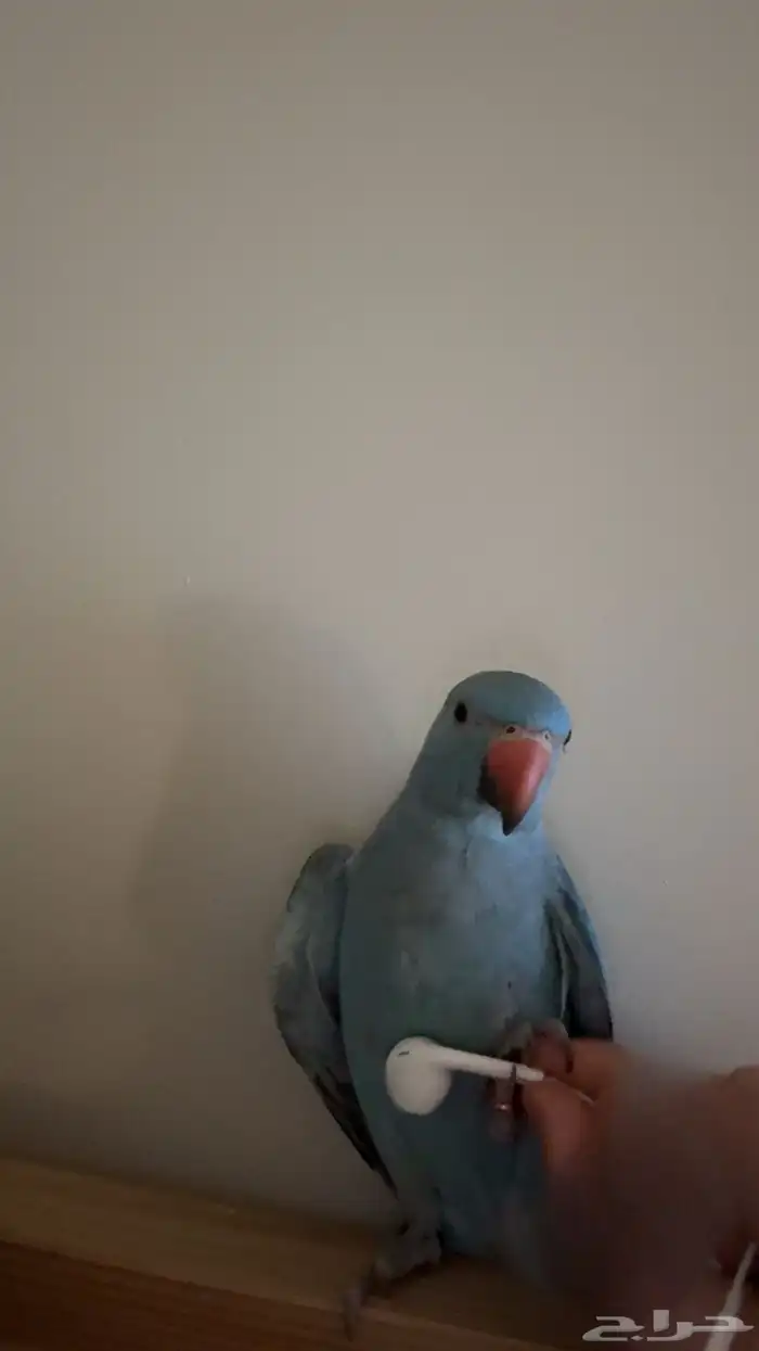 ببغاء الدره   ما شاء الله تبارك الله 2