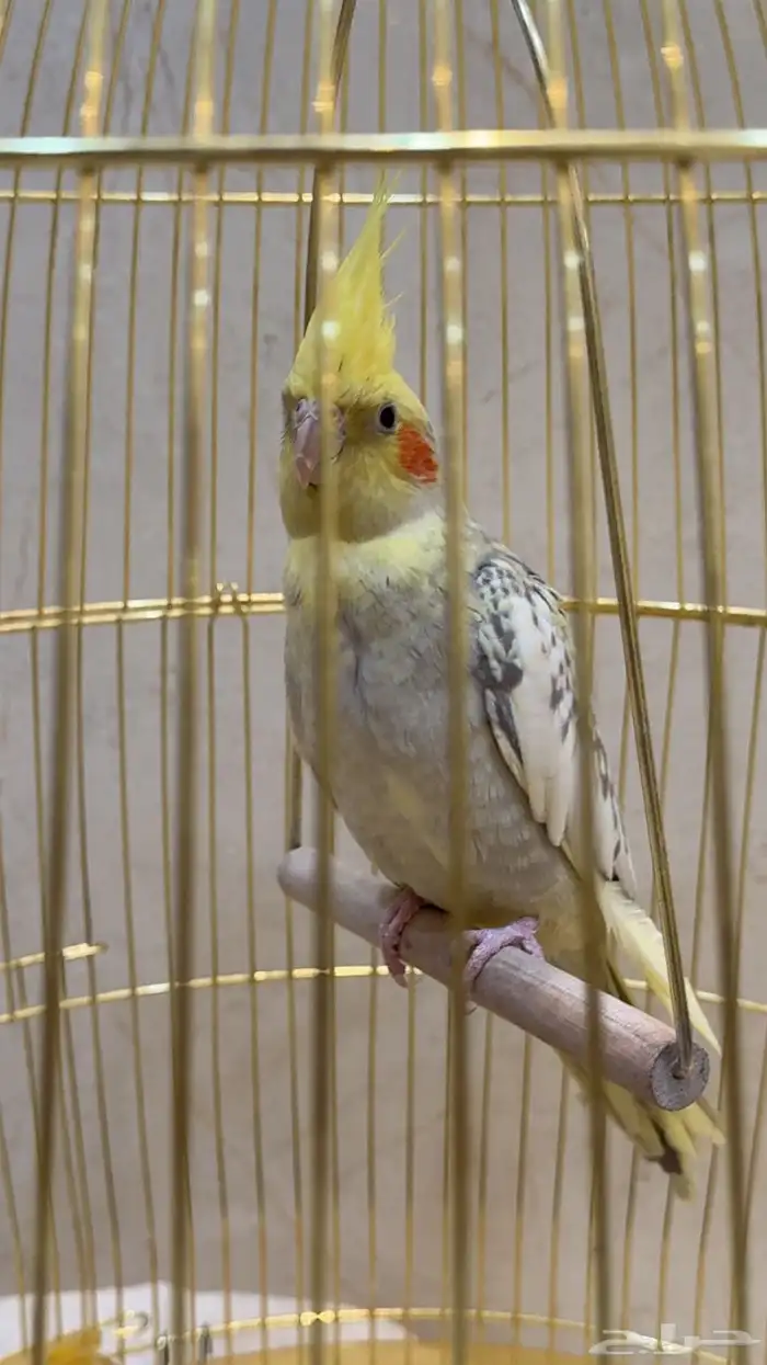 كروان للبيع 0