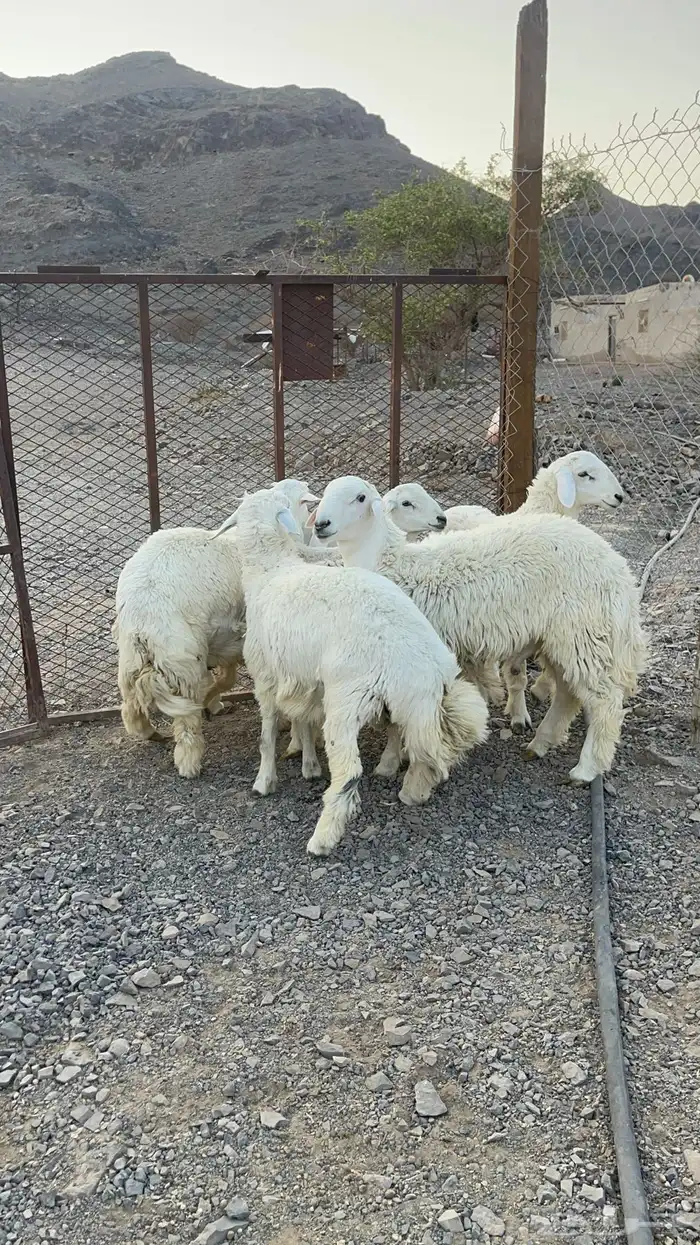 ( تم البيع )طليان حريات فاخره 7