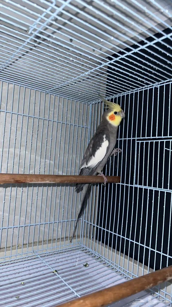 عصفور كروان 1