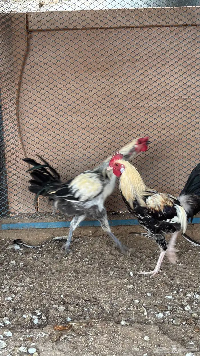 ديوك بلديه 5