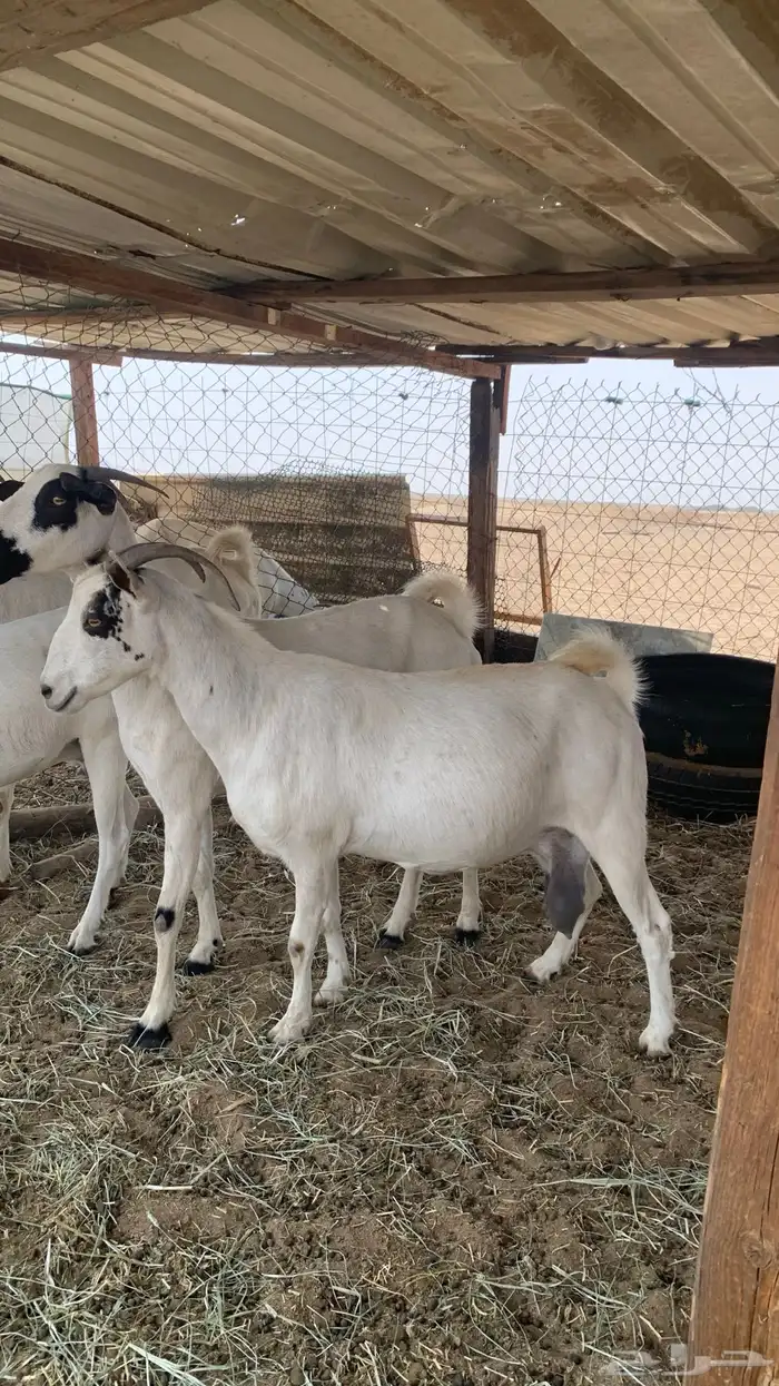 معزا بيشيات مراح واحد دفيع و ولد 1