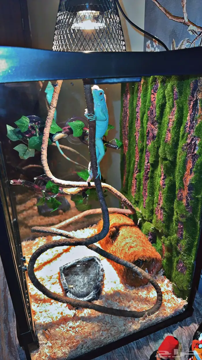 سحليه اغوانا زرقاء 1