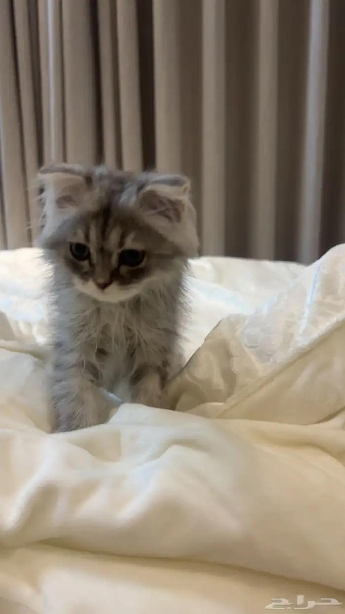 قطة للبيع 3