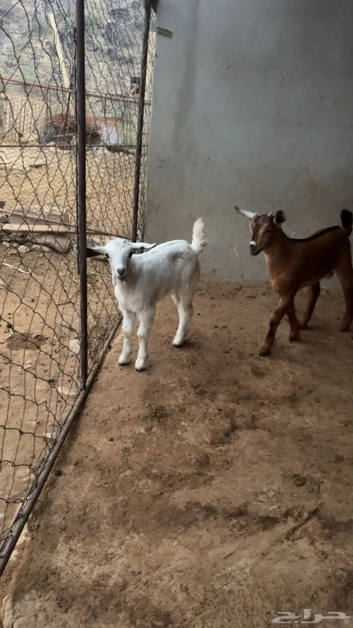 بسم الله الرحمن الرحيم بهم للبيع العم اقل من شهر سمان ونظاف 2