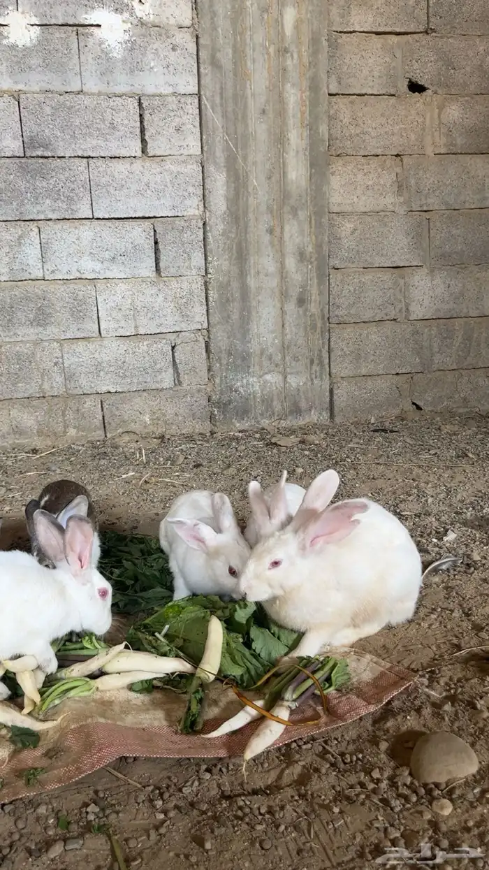 ارانب للبيع 0