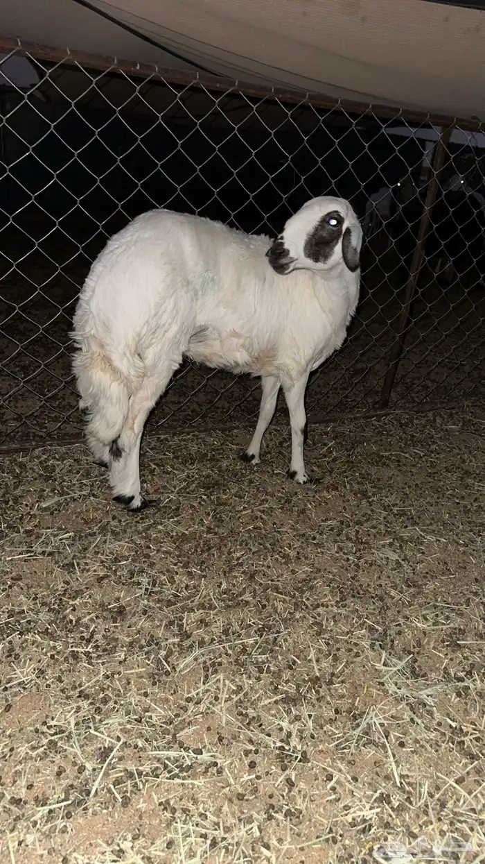 رخال طيبه مقنوي 2