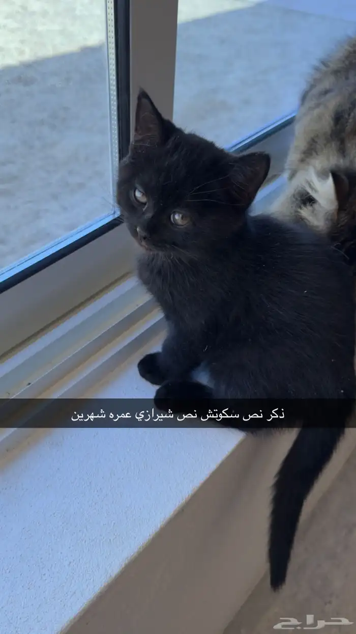 سكوتش للبيع 4