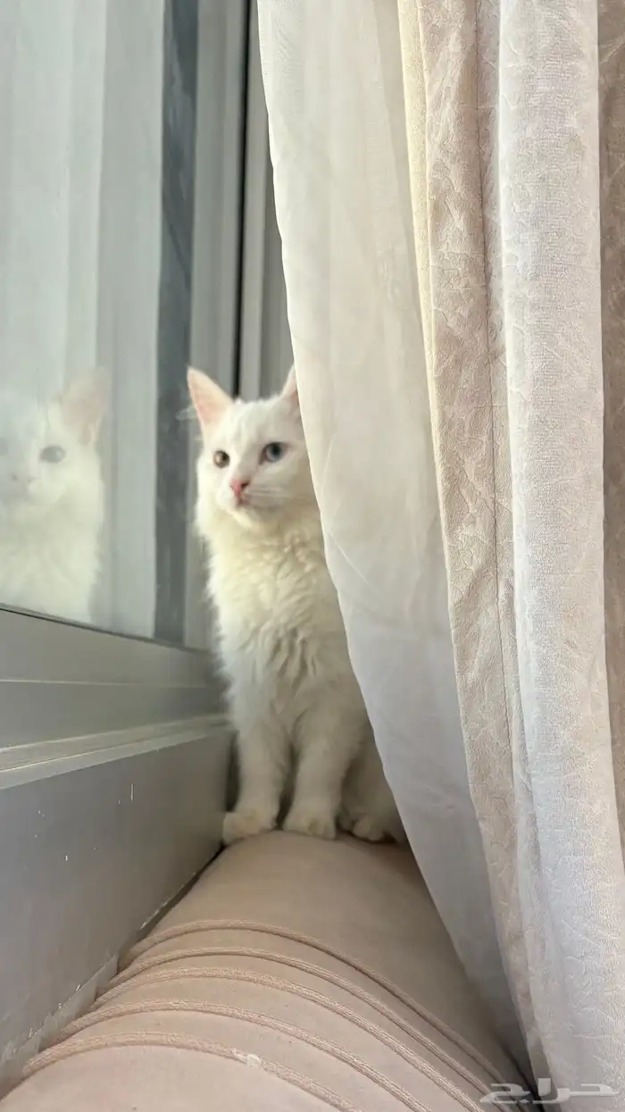 قطة شيرازي للبيع 1