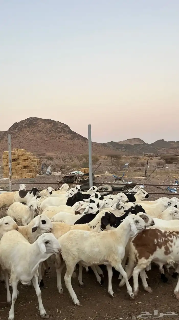 طليان سواكن شبيه الحرب مرابى جادعان مرابى 33