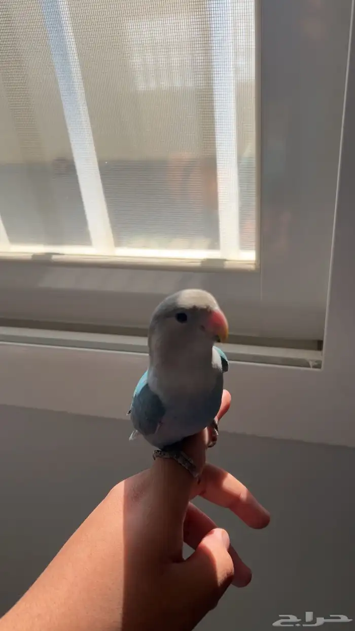 روز اليف ( تم البيع) 4