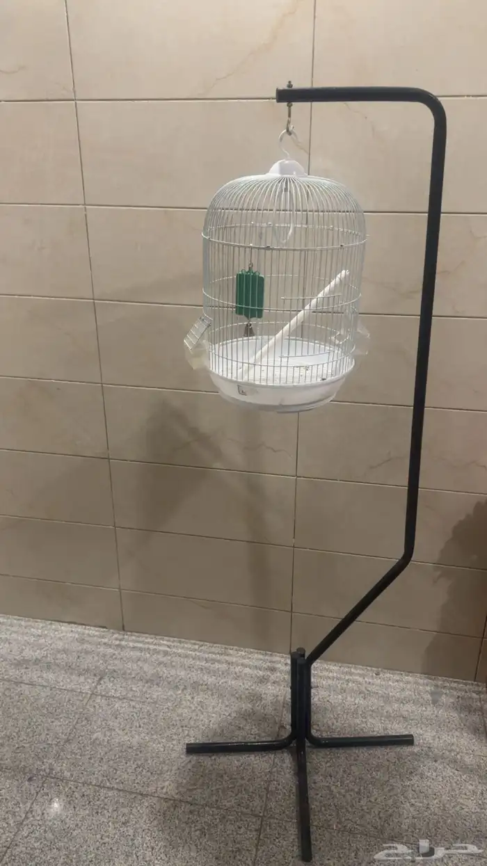 للبيع فرخ كنيور بلوشيك اليف وهدد على نهاية فظام 3