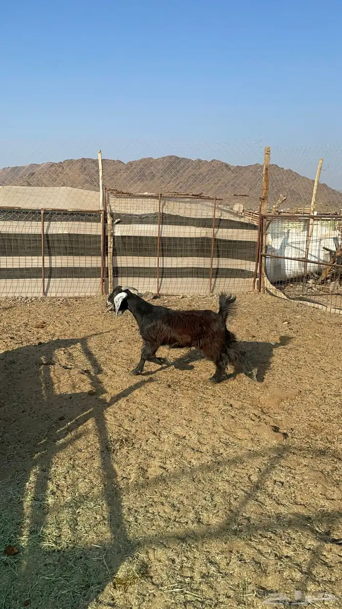 جفره عارضيه طيبه بالحيل(تم البيع) 7