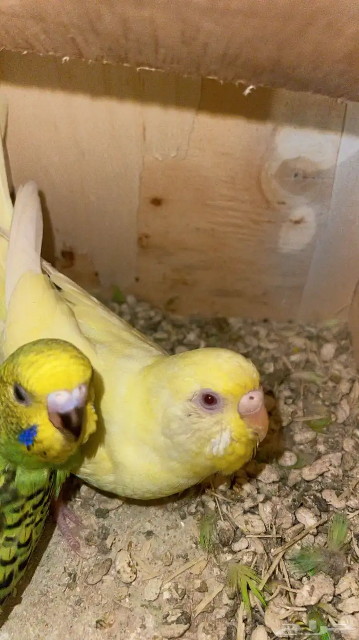 زوج بادجي بفرخه 1