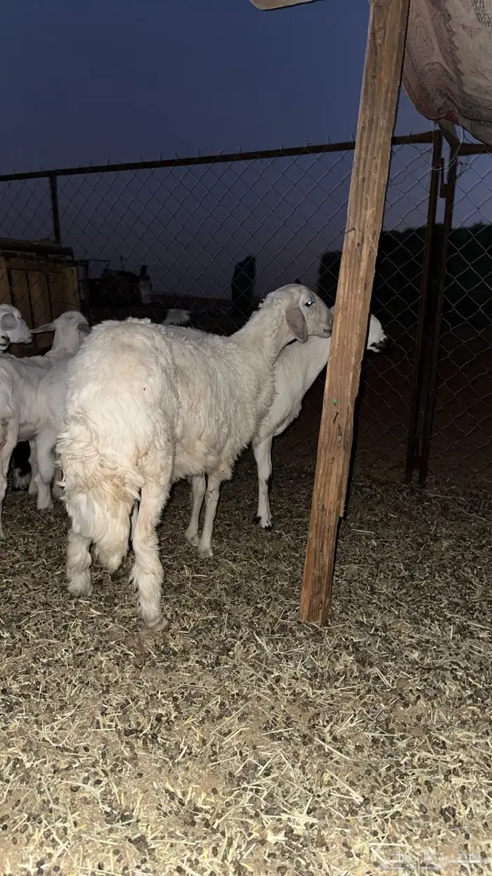 رخال طيبه مقنوي 1